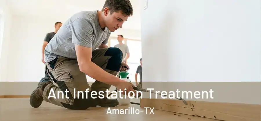 Ant Infestation Treatment Amarillo-TX