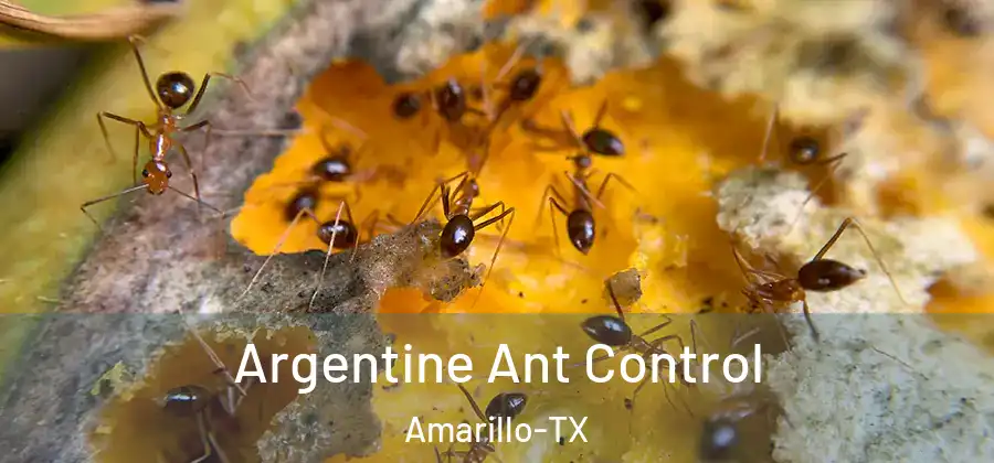  Argentine Ant Control Amarillo-TX