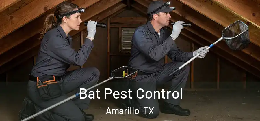 Bat Pest Control Amarillo-TX