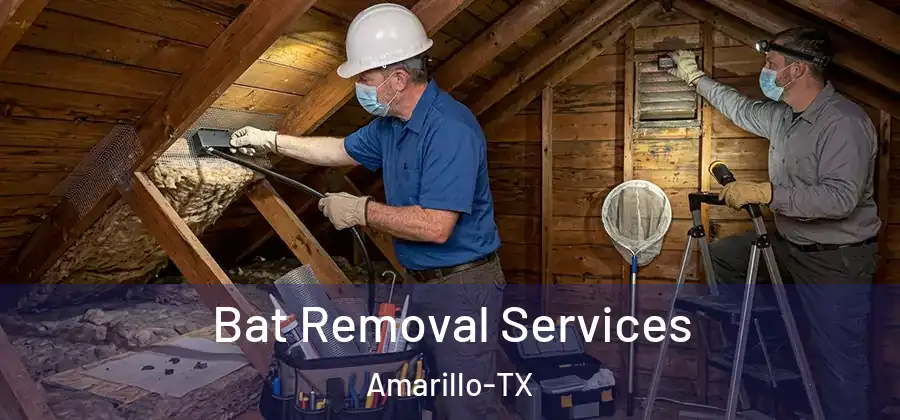 Bat Removal Services Amarillo-TX