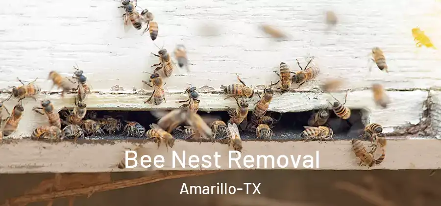 Bee Nest Removal Amarillo-TX