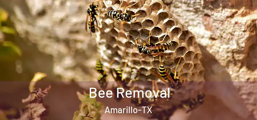 Bee Removal Amarillo-TX