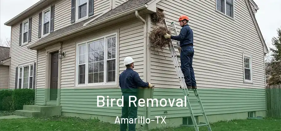  Bird Removal Amarillo-TX
