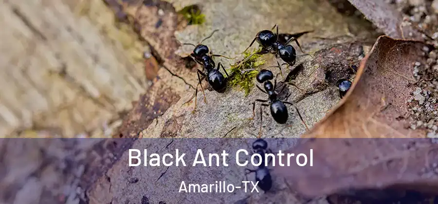 Black Ant Control Amarillo-TX