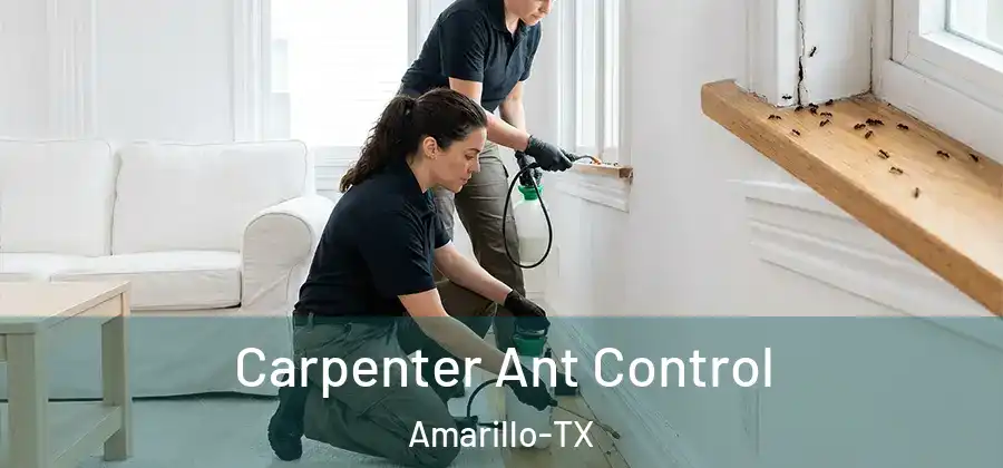 Carpenter Ant Control Amarillo-TX