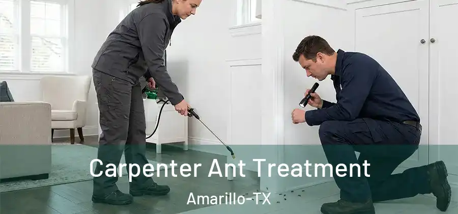 Carpenter Ant Treatment Amarillo-TX
