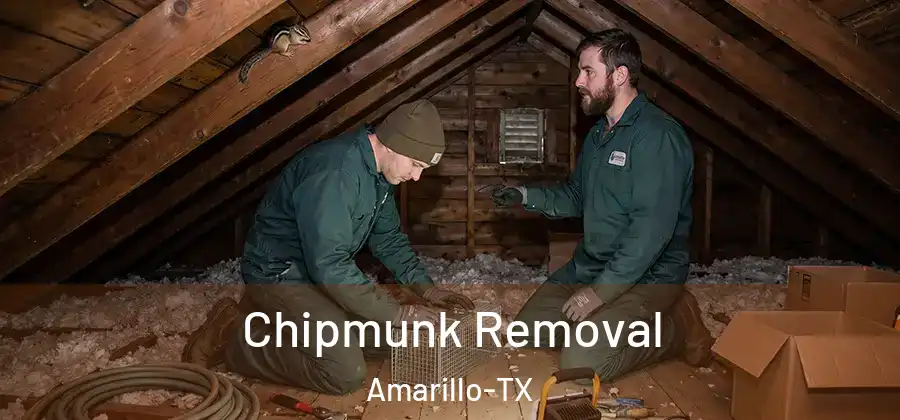 Chipmunk Removal Amarillo-TX