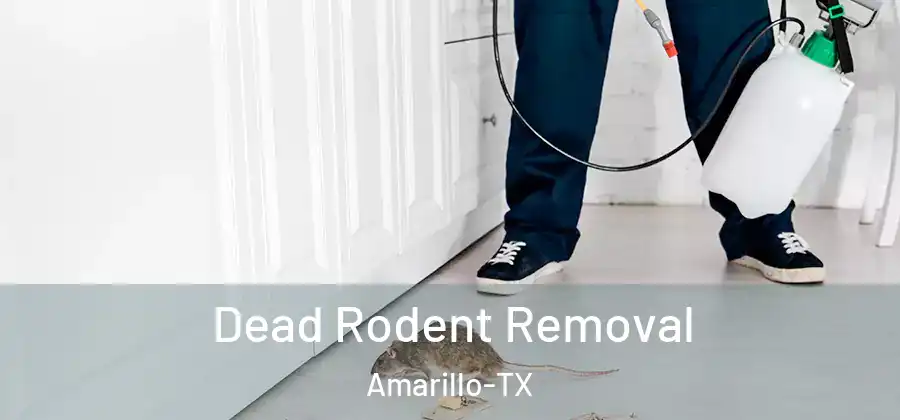 Dead Rodent Removal Amarillo-TX