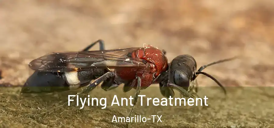 Flying Ant Treatment Amarillo-TX