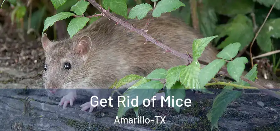 Get Rid of Mice Amarillo-TX