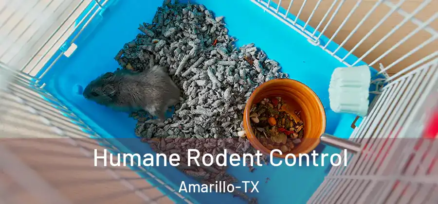 Humane Rodent Control Amarillo-TX