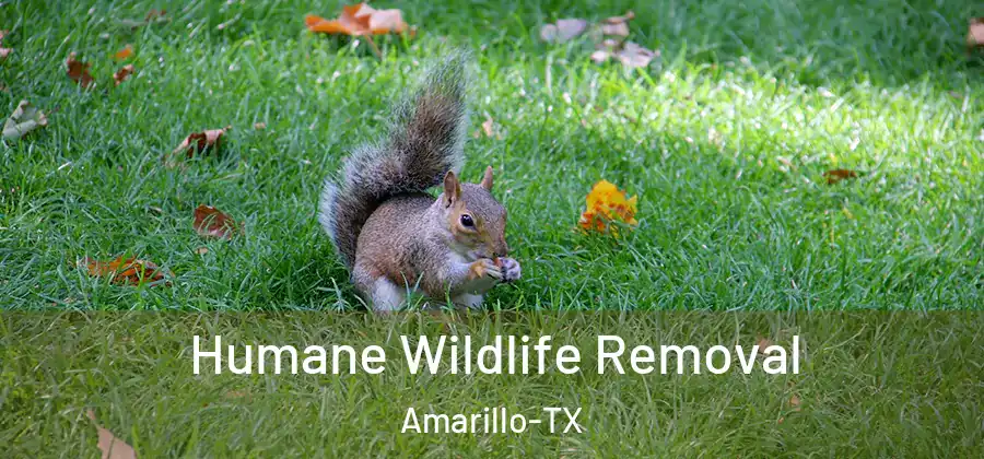 Humane Wildlife Removal Amarillo-TX