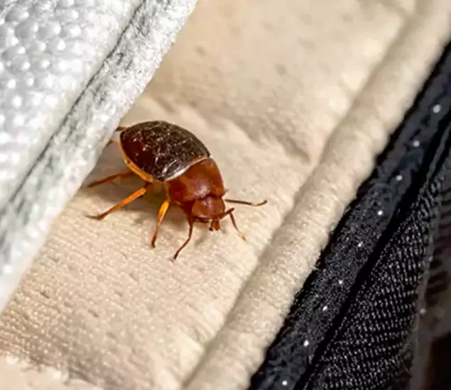 Trusted Bed Bug Prevention Specialists in Amarillo, TX