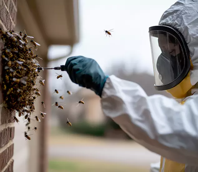 Your Bee Removal Company in Amarillo, TX