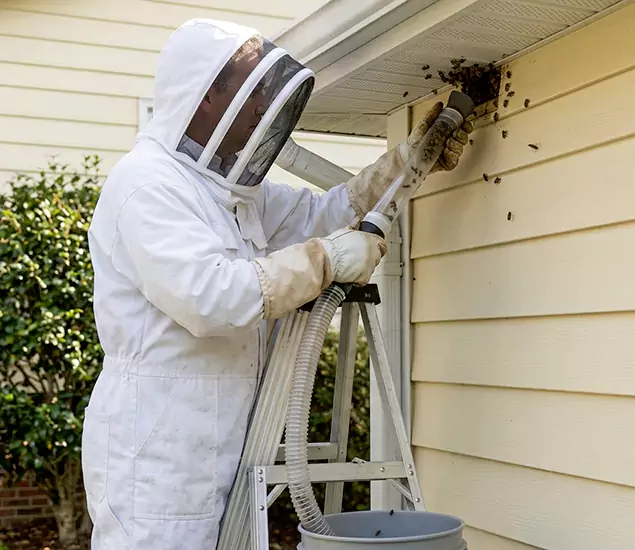 Your Affordable Bee Removal Company in Amarillo, TX