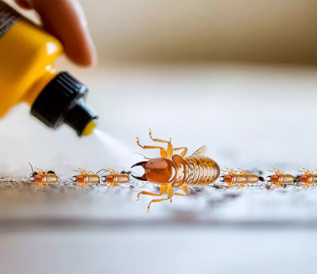 Reliable Bora Care Termite Experts in Amarillo, TX