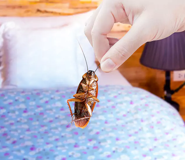 Expert Roach Control Services: Your Cockroach Pest Control in Amarillo, TX
