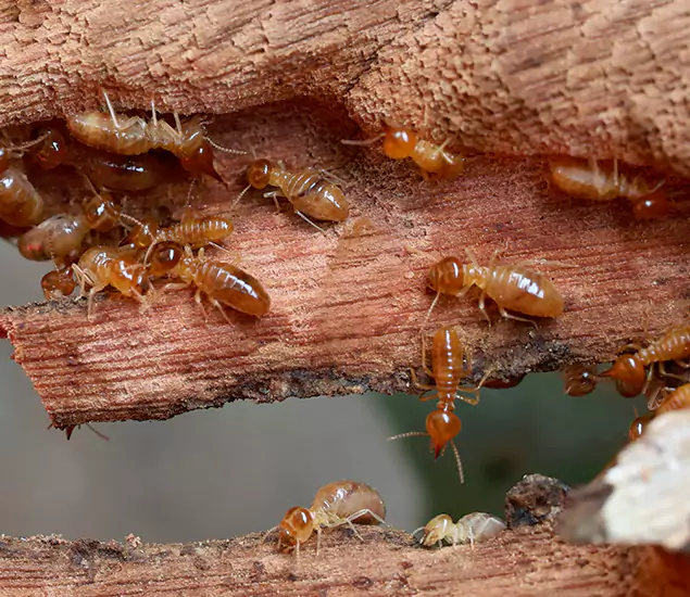 About Our Drywood Termite Treatment Experts in Amarillo, TX