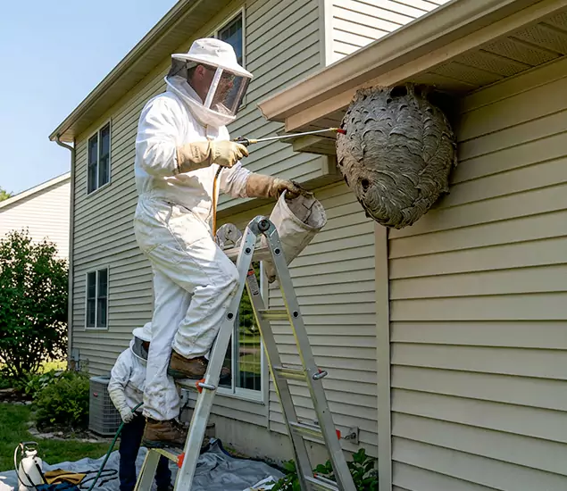 Expert Wasp Nest Removal: Your Local Wasp Nest Removal Company in Amarillo, TX