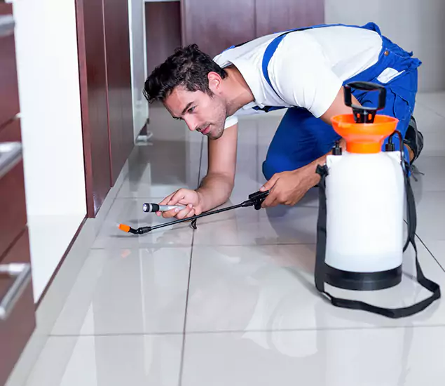 Reliable Professional Mouse Removal: Your Best Mouse Control Company in Amarillo, TX