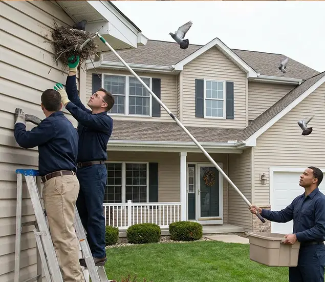 Your Trusted Pigeon Removal Company in Amarillo, TX