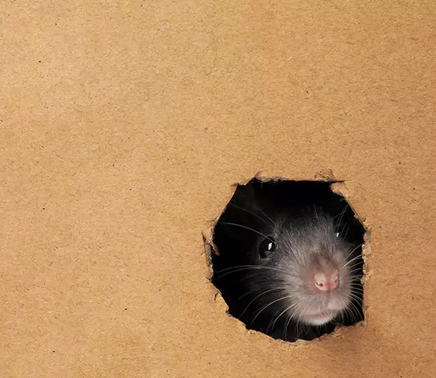 Rats in Attic Removal Experts in Amarillo, TX