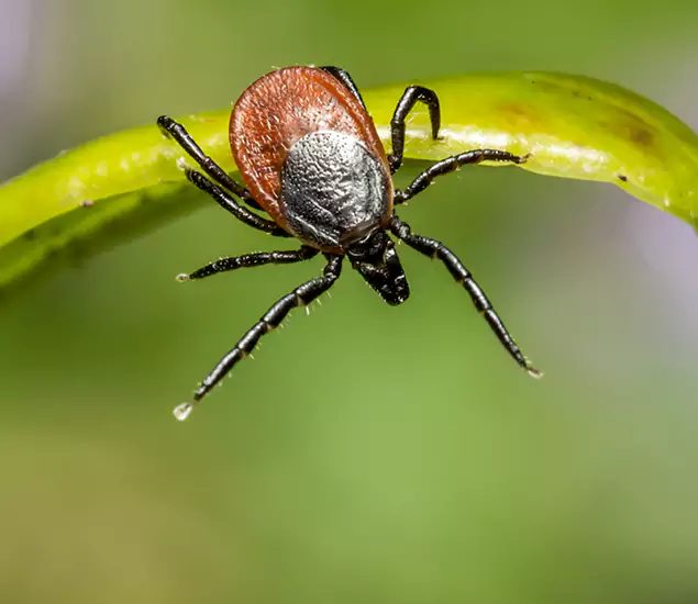 Your Trusted Tick Pest Control in Amarillo, TX