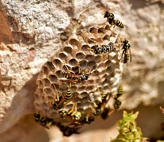 Your Best Wasp Removal Company in Amarillo, TX