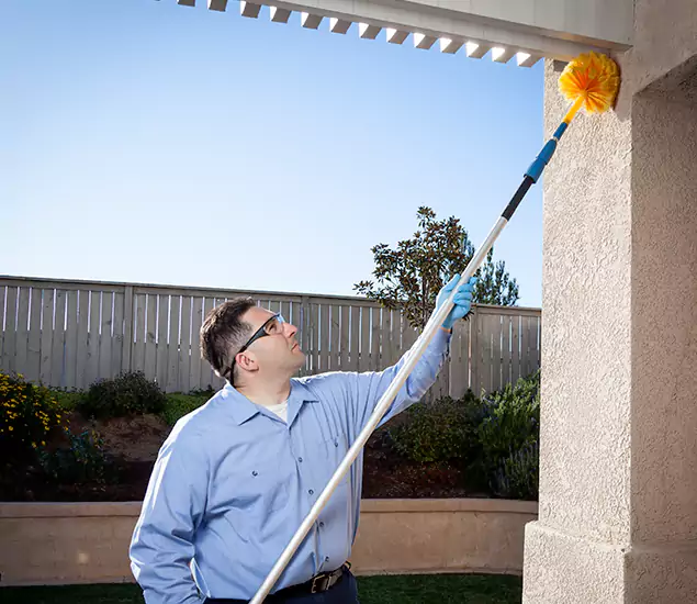 Your Trusted Wasp Removal Company in Amarillo, TX