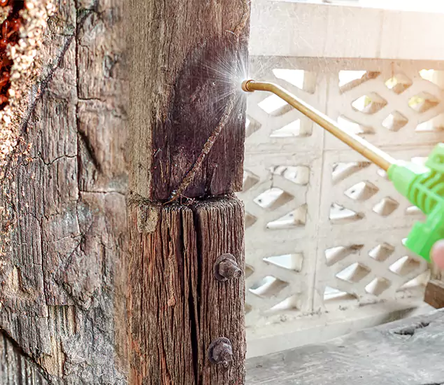 About Wood Termite Treatment Services in Amarillo, TX