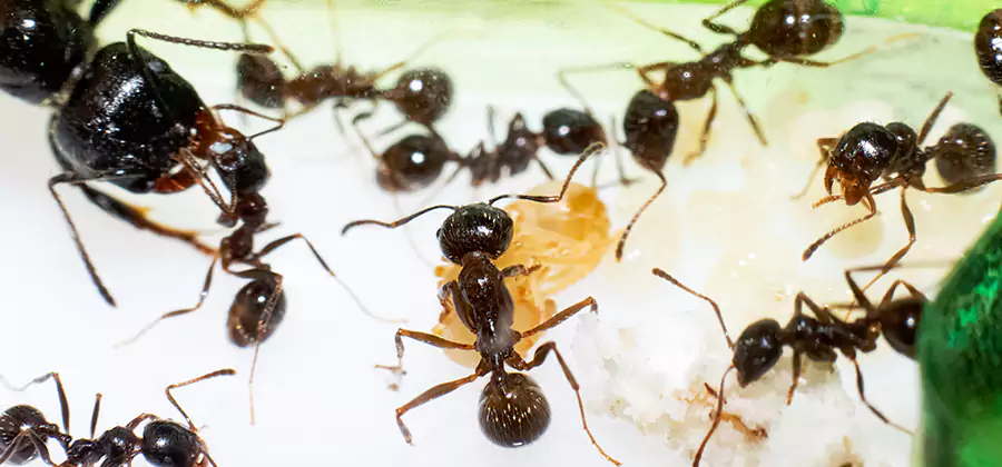 Argentine Ant Barrier Treatment in Amarillo