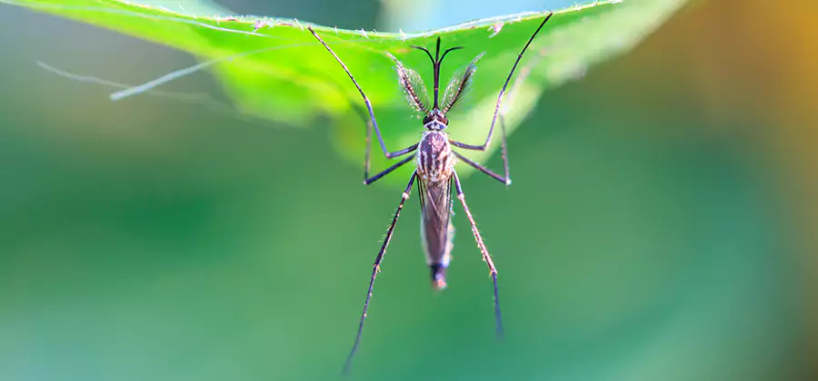 Natural Mosquito Spray for Yard in Amarillo