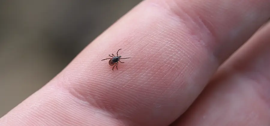 Infection Prevention for Bed Bug Bites in Amarillo