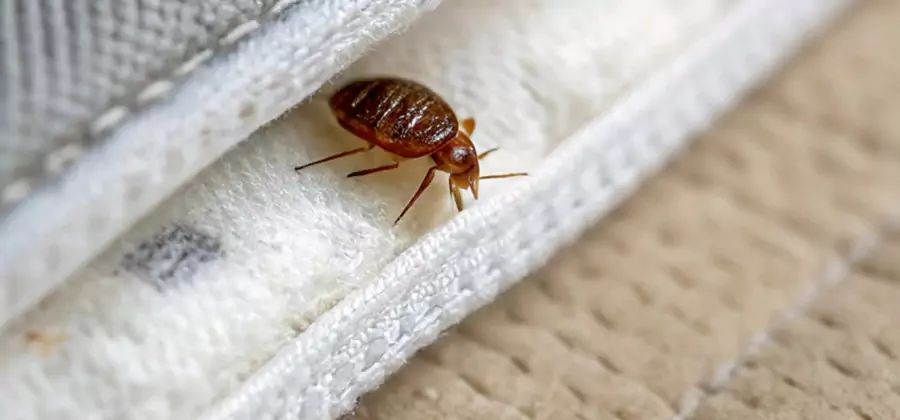 Tenting Bed Bug Fumigation in Amarillo