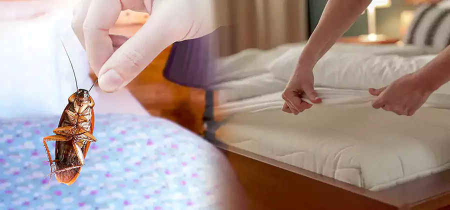 Bed Bug Home Extermination Service in Amarillo