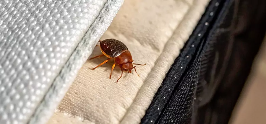 Commercial Bed Bug Control in Amarillo