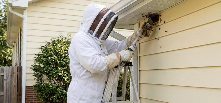 Ground Bee Removal in Amarillo