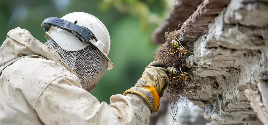 Bee and Wasp Hornet Removal in Amarillo