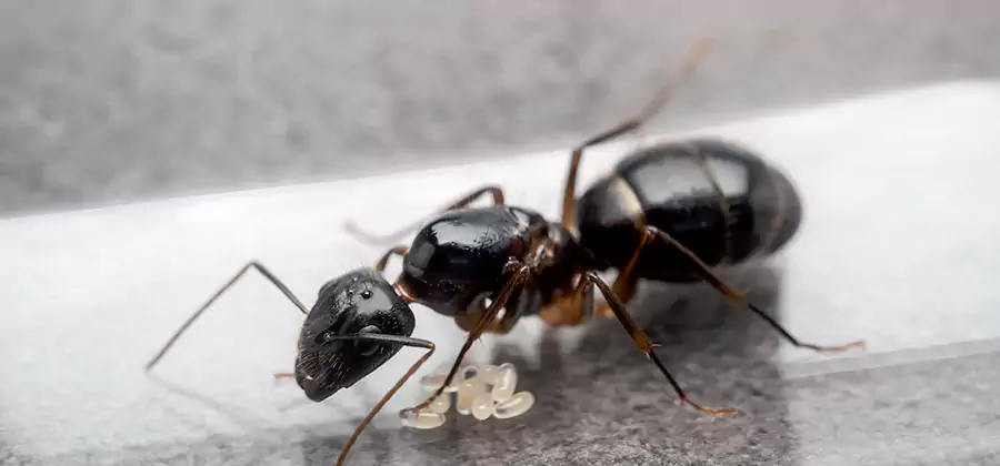 Black Ants in Kitchen Elimination in Amarillo