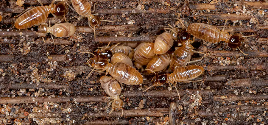 Bora Care Residential Termite Control in Amarillo