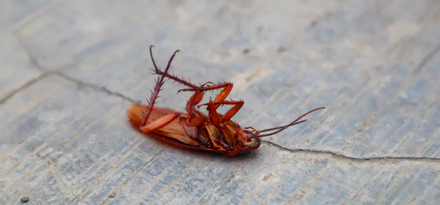 Cockroach Eradication for Commercial Properties in Amarillo
