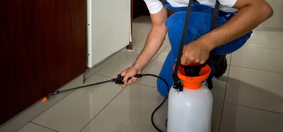 Palmetto Bug Exterminator in Amarillo
