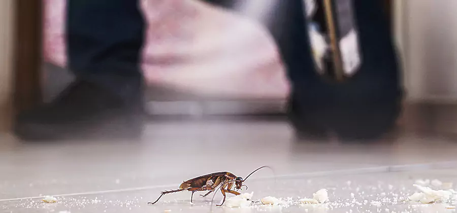Roach House Treatment Amarillo
