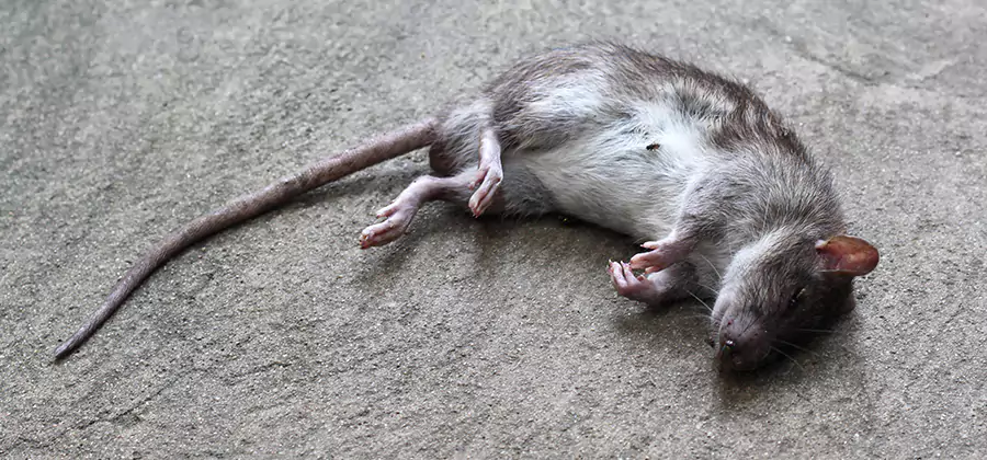 Dead Rat Disposal in Amarillo