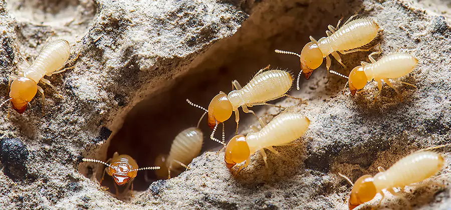Termite Exterminator Services in Amarillo