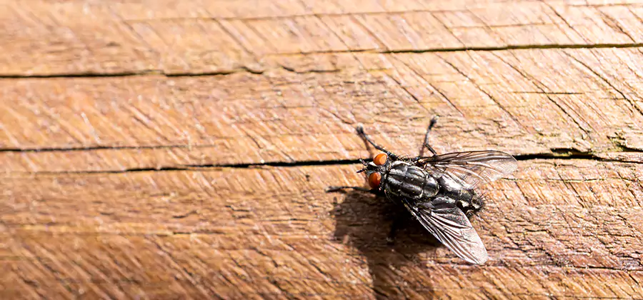 Flying Ant Barrier Treatment in Amarillo