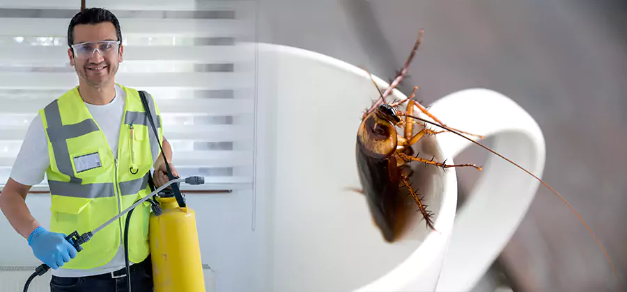 German Roach Infestation Treatment Amarillo