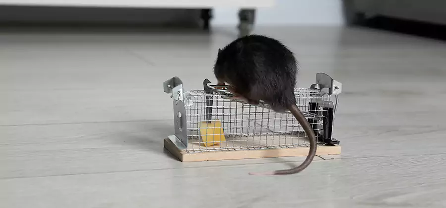 Mice in Attic Removal Amarillo