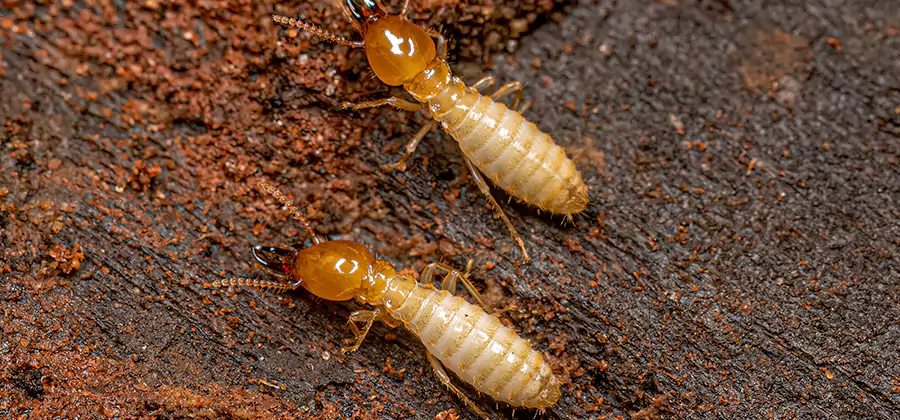 Structural Heat Termite Treatment in Amarillo