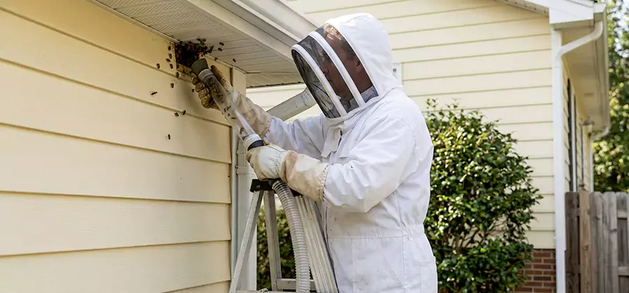 Wasp Nest in Wall Removal in Amarillo